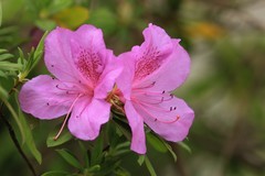 拍摄花卉一（1035）