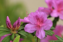拍摄花卉一（1036）