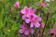 拍摄花卉一（1036）