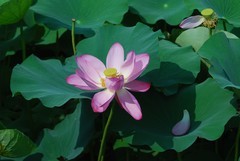 荷花《3》