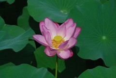 荷花《3》