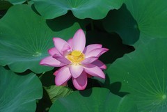 荷花《3》