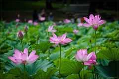 2026年第0527贴 -夏日荷花纪实（0801）