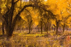 外出随拍（636）.