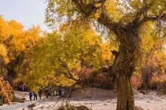 外出随拍（636）.