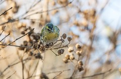 小黄雀（六十六）