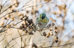 小黄雀（六十六）