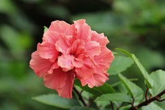 拍摄花卉一（867）