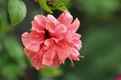 拍摄花卉一（867）