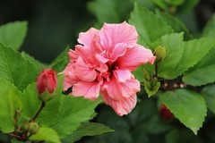 拍摄花卉一（867）