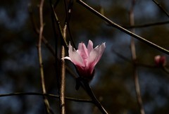草堂探花【1】