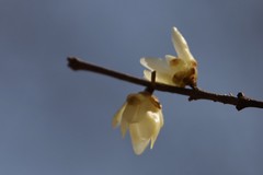 关东百花园（395）——腊梅花（2026-续）