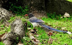 [26234] 流花湖的红嘴蓝鹊（2）