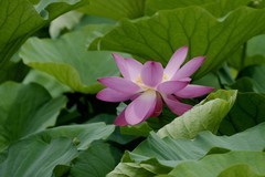 荷花（续）
