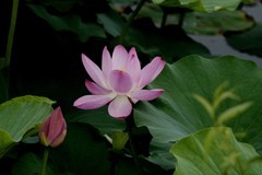 荷花（续）