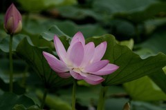 荷花（续）