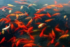 1843【不老松：纪实摄影】〖山河锦绣、詩画江南〗杭州西湖：花港观鱼！西湖十景之一。
