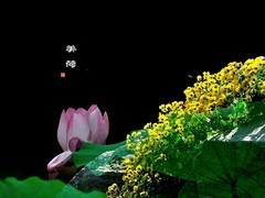【视觉光影】荷风送香气，竹露滴清响（4）