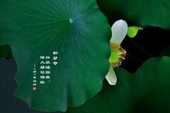 【视觉光影】荷风送香气，竹露滴清响（4）