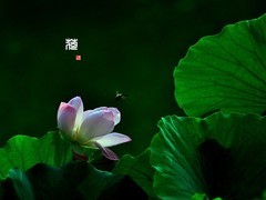 【视觉光影】荷风送香气，竹露滴清响（4）