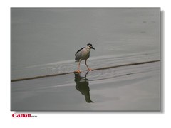 静鸟的拍摄。