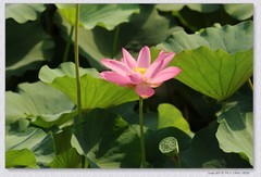 荷花【丙午年-276】