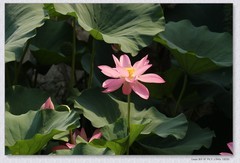 荷花【丙午年-276】