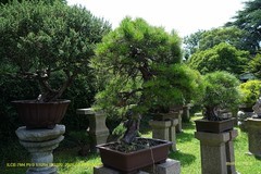 苍翠欲滴（苏州拙政园盆景园）一