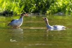 中华秋沙鸭（77）