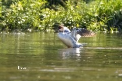 中华秋沙鸭（77）