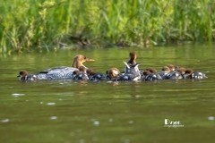 中华秋沙鸭（77）