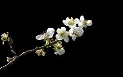 [26034] 白云山的梅花