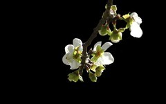 [26034] 白云山的梅花