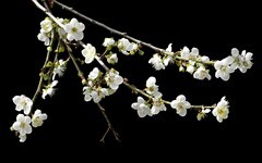 [26034] 白云山的梅花