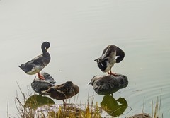 水暖鸭知（12）