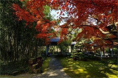 2026年第0091贴-无锡鼋头渚纪实游拍（0201）