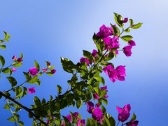 抬头仰望三角梅——11P