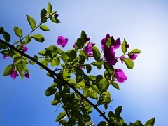 抬头仰望三角梅——11P