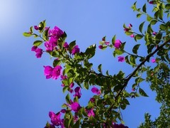 抬头仰望三角梅——11P