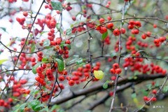 火棘。红梅