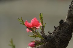 春花灿烂（9）