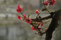春花灿烂（9）