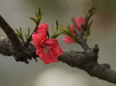 春花灿烂（9）