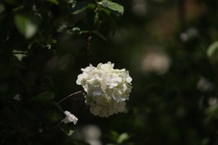 绣球花