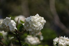 绣球花