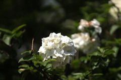 绣球花
