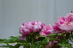 牡丹 （华南国家植物园）