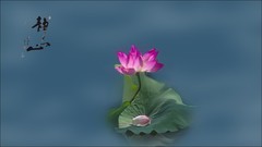 静心拍光影小品