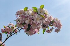 【镜头里】第1715号：朵朵花开迎春来（九）