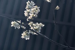 【镜头里】第1715号：朵朵花开迎春来（九）